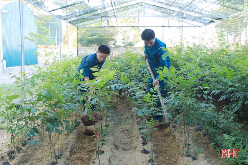 Thăm vườn tăng gia của chiến sỹ “sao vuông” ở Nghi Xuân