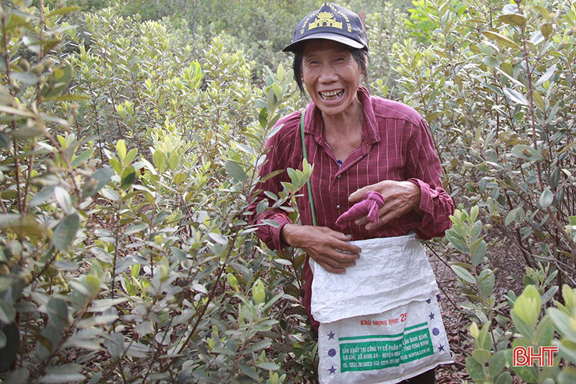 Người dân Hà Tĩnh lên rừng hái sim, thu cả trăm nghìn/ngày