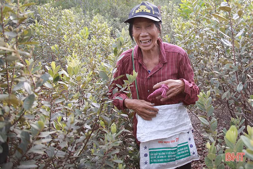 Người dân Hà Tĩnh lên rừng hái sim, thu cả trăm nghìn/ngày