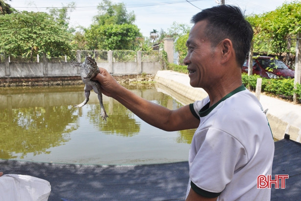 Dễ như nuôi ếch “sạch” ở Cẩm Bình