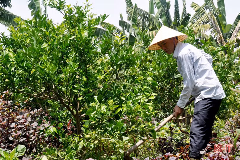 Cựu lính vùng 3 hải quân ở Hà Tĩnh “khiến đất nở hoa trái
