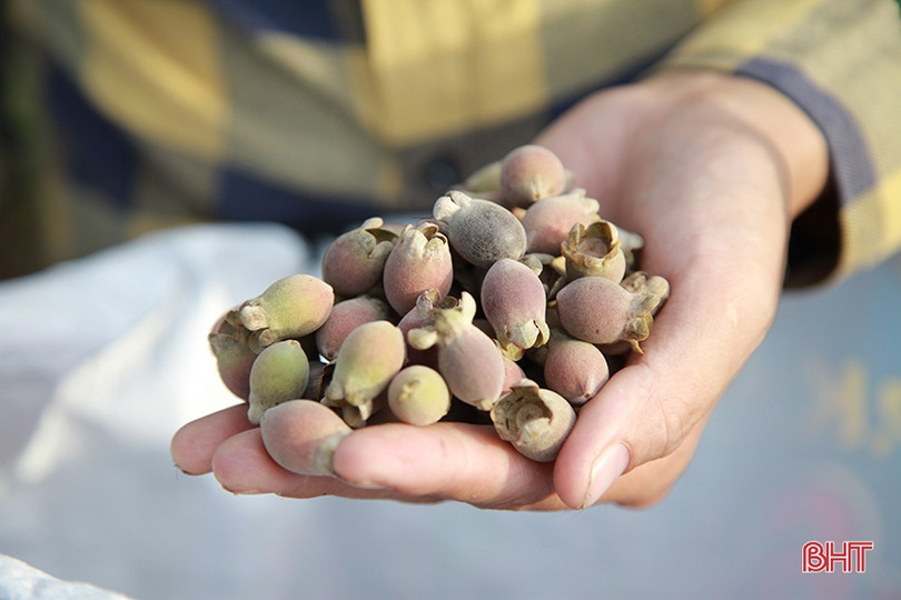 Người dân Hà Tĩnh lên rừng hái sim, thu cả trăm nghìn/ngày