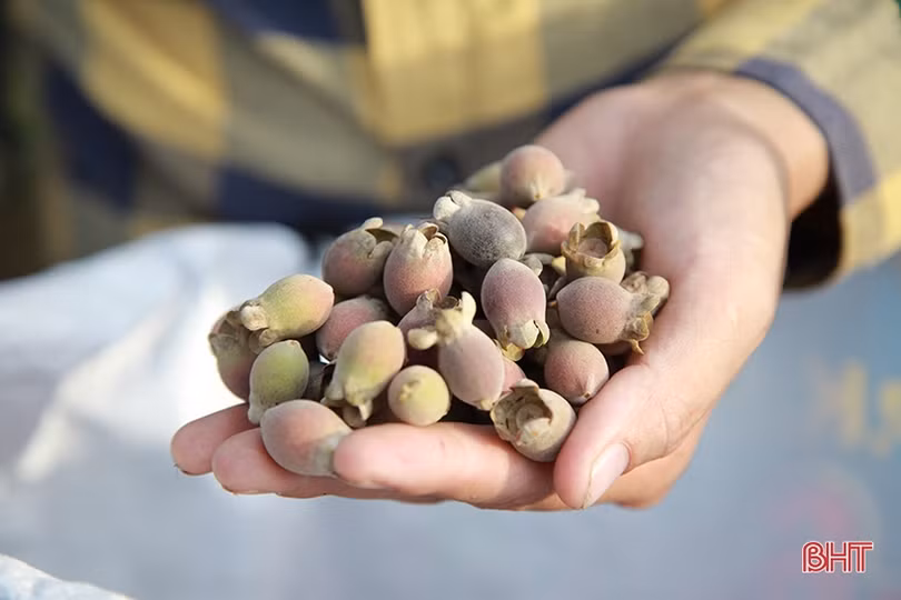 Người dân Hà Tĩnh lên rừng hái sim, thu cả trăm nghìn/ngày