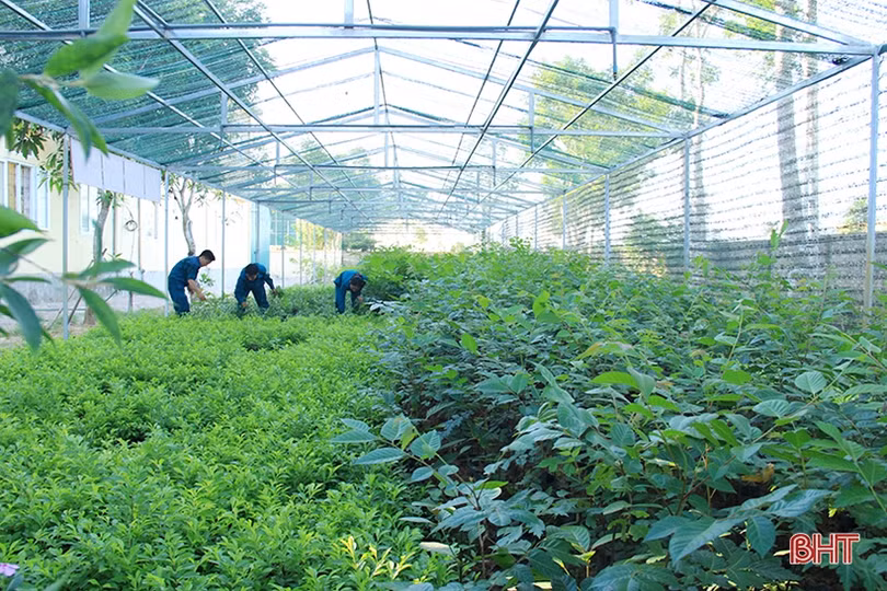 Thăm vườn tăng gia của chiến sỹ “sao vuông” ở Nghi Xuân