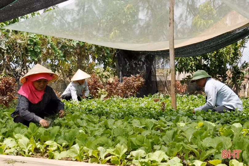 Cựu lính vùng 3 hải quân ở Hà Tĩnh “khiến đất nở hoa trái