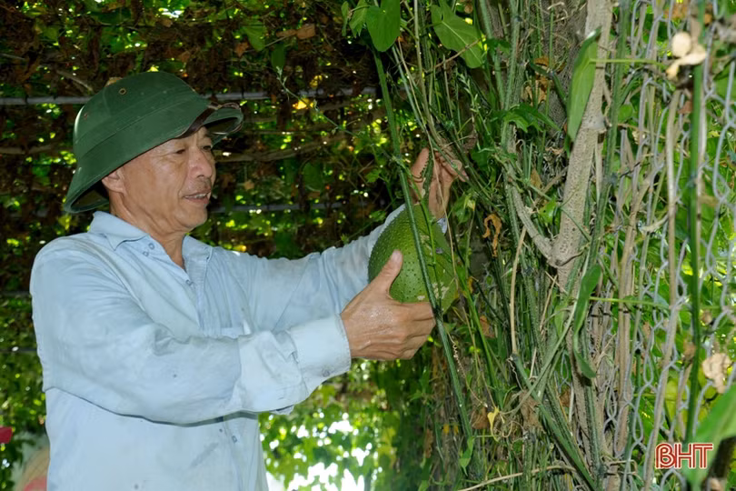 Cựu lính vùng 3 hải quân ở Hà Tĩnh “khiến đất nở hoa trái