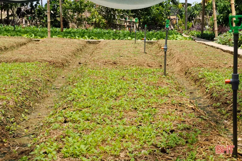 Cựu lính vùng 3 hải quân ở Hà Tĩnh “khiến đất nở hoa trái