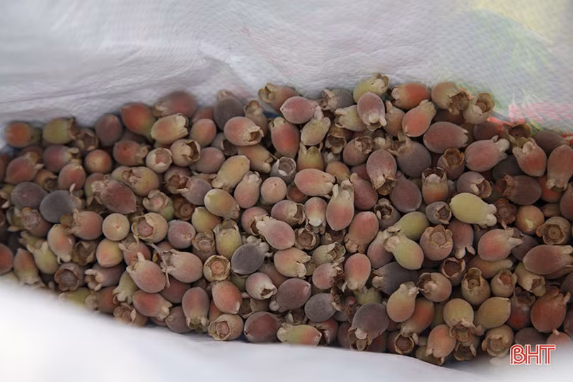 Người dân Hà Tĩnh lên rừng hái sim, thu cả trăm nghìn/ngày