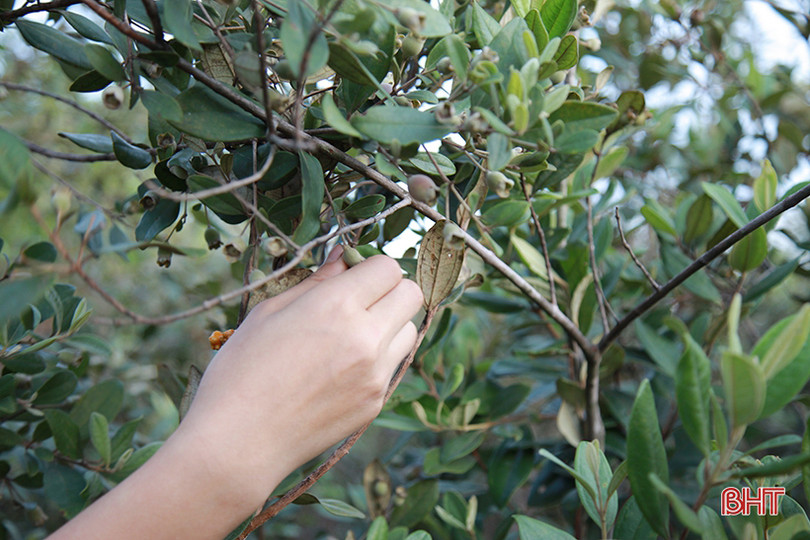 Người dân Hà Tĩnh lên rừng hái sim, thu cả trăm nghìn/ngày