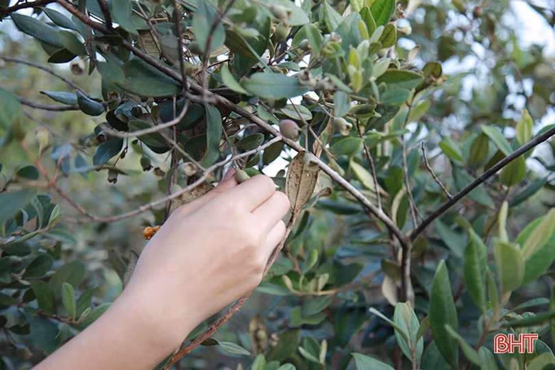 Người dân Hà Tĩnh lên rừng hái sim, thu cả trăm nghìn/ngày