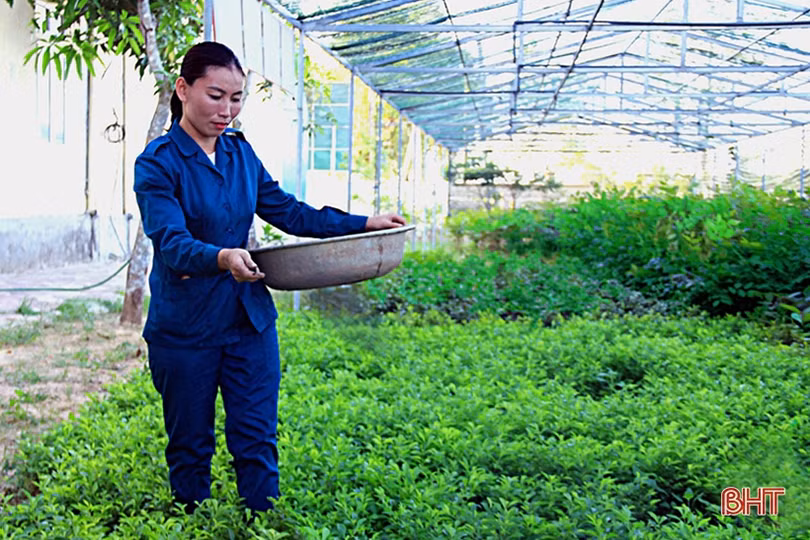 Thăm vườn tăng gia của chiến sỹ “sao vuông” ở Nghi Xuân