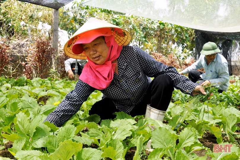 Cựu lính vùng 3 hải quân ở Hà Tĩnh “khiến đất nở hoa trái