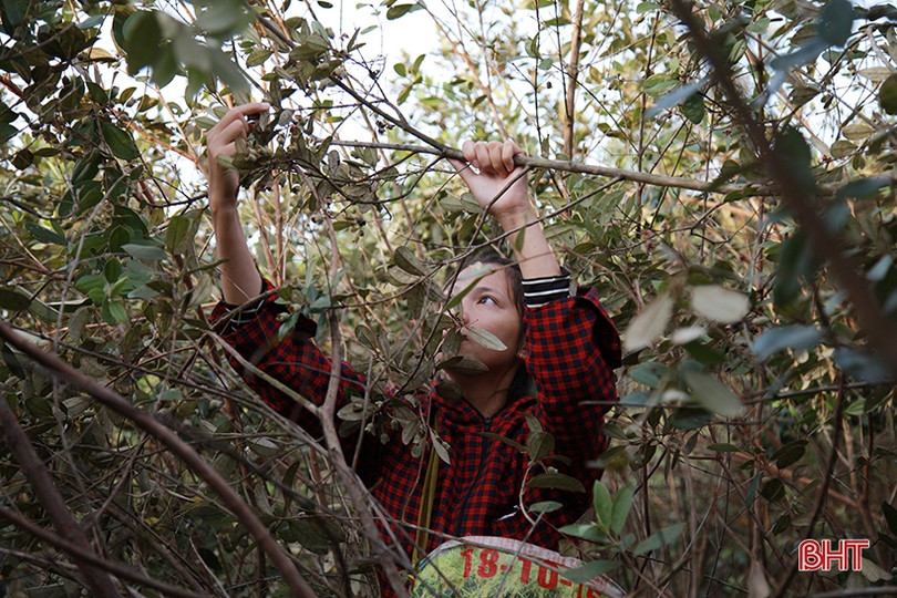 Người dân Hà Tĩnh lên rừng hái sim, thu cả trăm nghìn/ngày