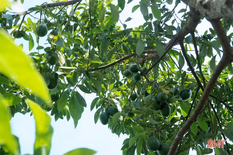 Cựu lính vùng 3 hải quân ở Hà Tĩnh “khiến đất nở hoa trái