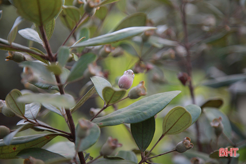 Người dân Hà Tĩnh lên rừng hái sim, thu cả trăm nghìn/ngày