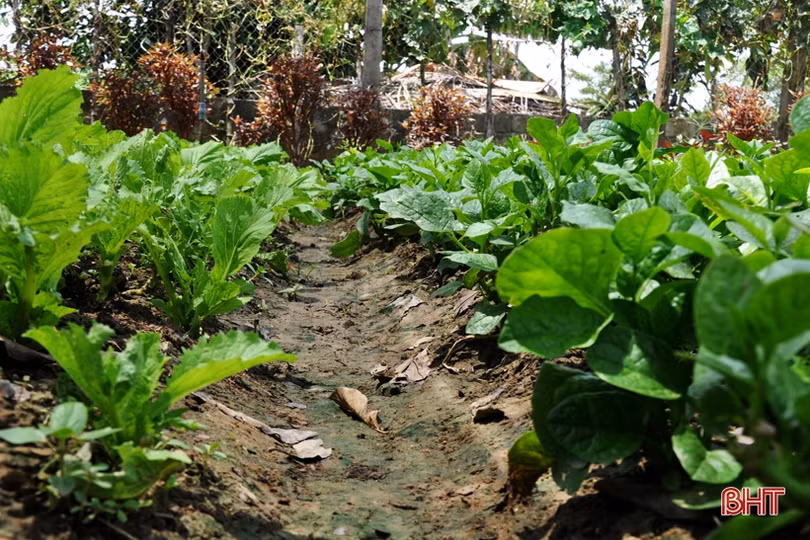 Cựu lính vùng 3 hải quân ở Hà Tĩnh “khiến đất nở hoa trái