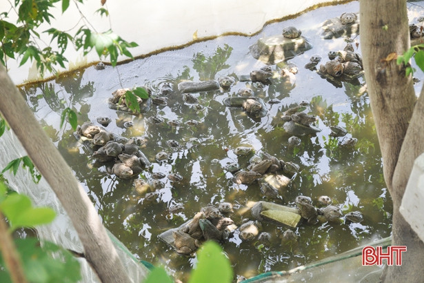 Dễ như nuôi ếch “sạch” ở Cẩm Bình