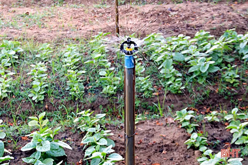 Thăm vườn tăng gia của chiến sỹ “sao vuông” ở Nghi Xuân