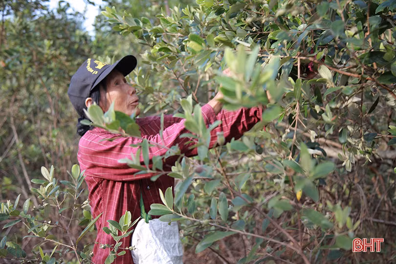 Người dân Hà Tĩnh lên rừng hái sim, thu cả trăm nghìn/ngày