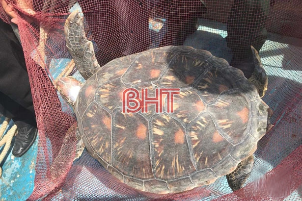 Thả rùa biển quý hiếm nặng gần 20 kg về môi trường tự nhiên