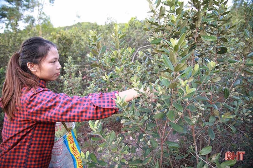 Người dân Hà Tĩnh lên rừng hái sim, thu cả trăm nghìn/ngày