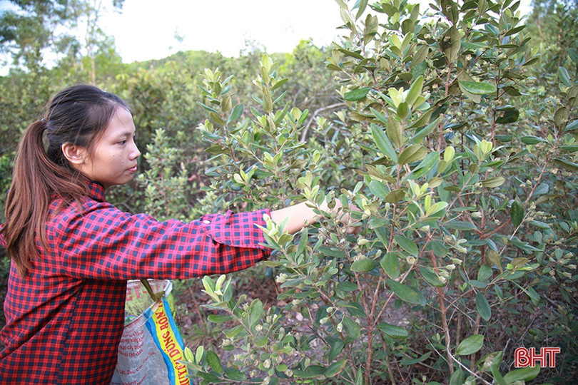 Người dân Hà Tĩnh lên rừng hái sim, thu cả trăm nghìn/ngày