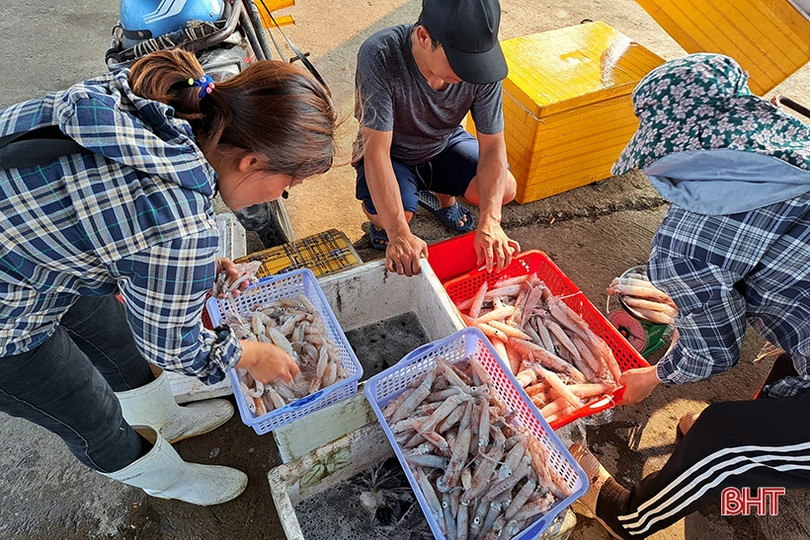 Mực tươi được giá, ngư dân Hà Tĩnh thu tiền triệu mỗi ngày