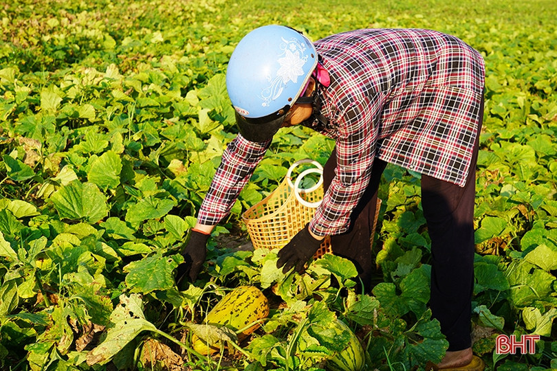 Dưa bở được giá, nông dân Cổ Đạm phấn khởi thu hoạch