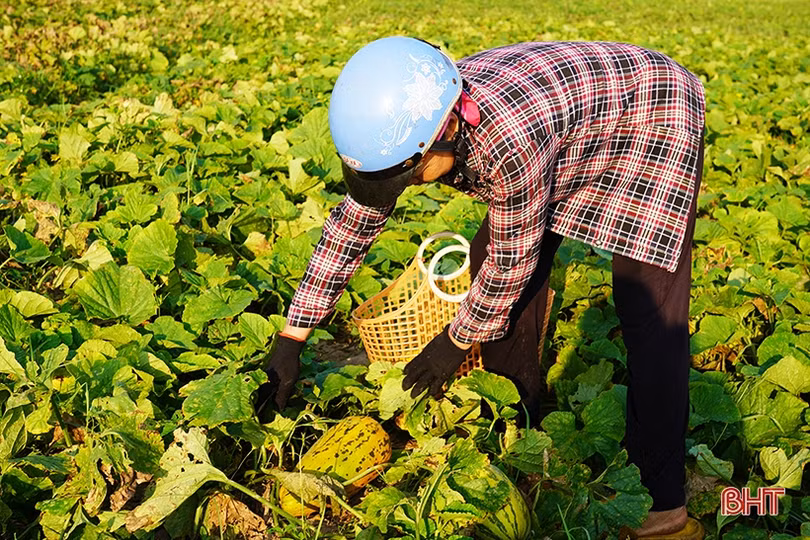 Dưa bở được giá, nông dân Cổ Đạm phấn khởi thu hoạch