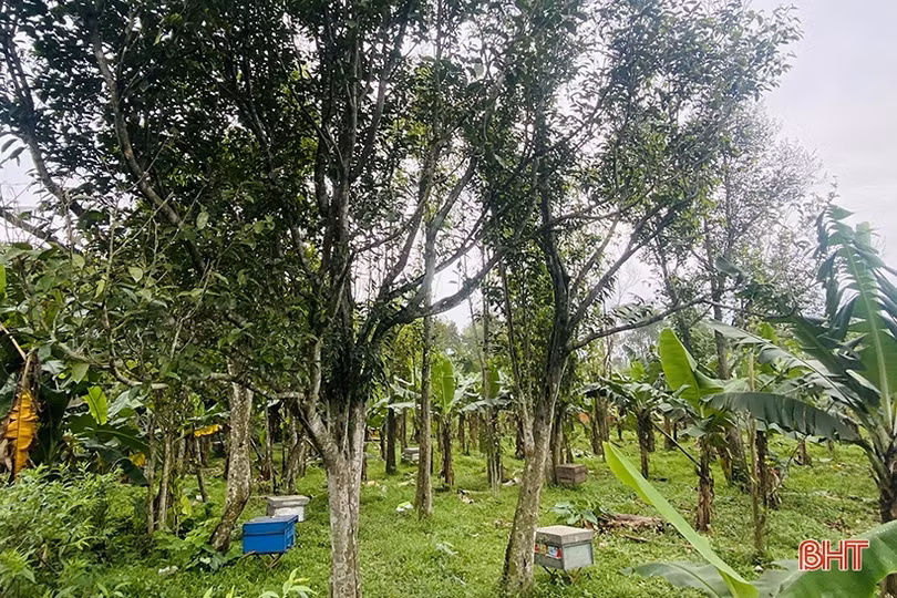 Về Hà Tĩnh, khám phá trại nuôi ong của cựu du học sinh Úc