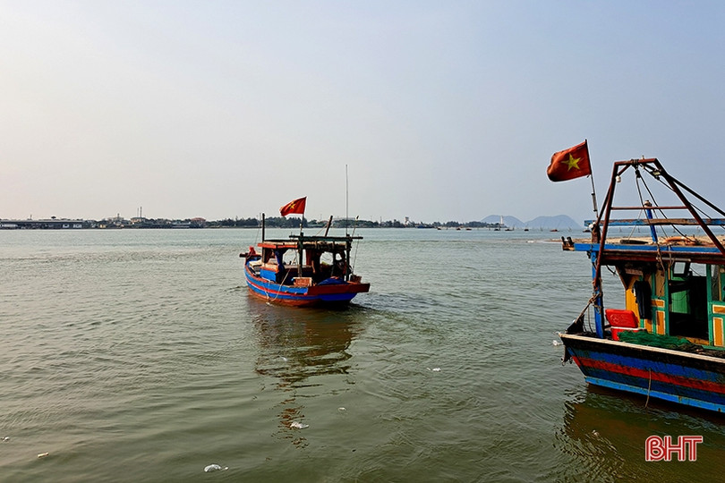 Mực tươi được giá, ngư dân Hà Tĩnh thu tiền triệu mỗi ngày