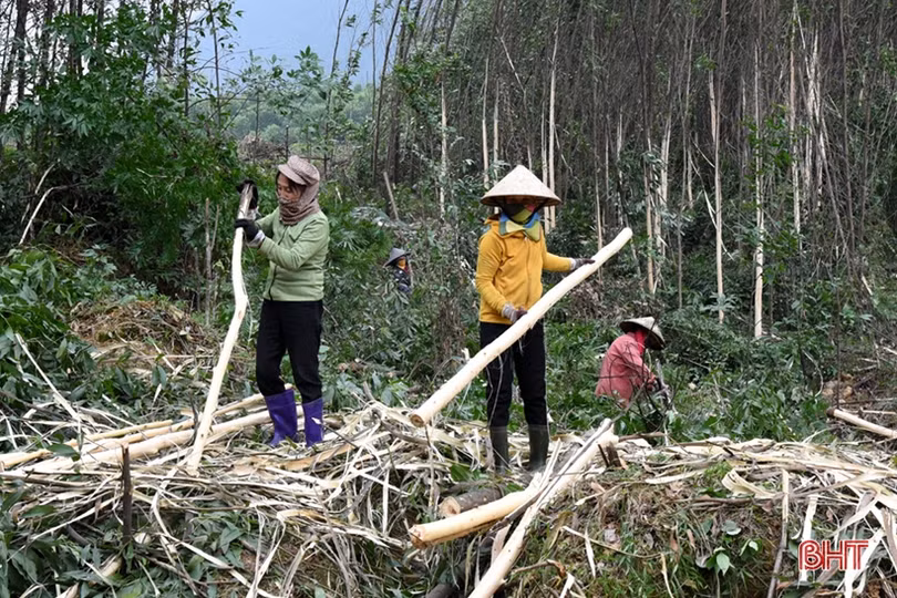 Nghề trồng rừng nguyên liệu ở Hà Tĩnh cải thiện thu nhập cho hàng chục nghìn hộ dân
