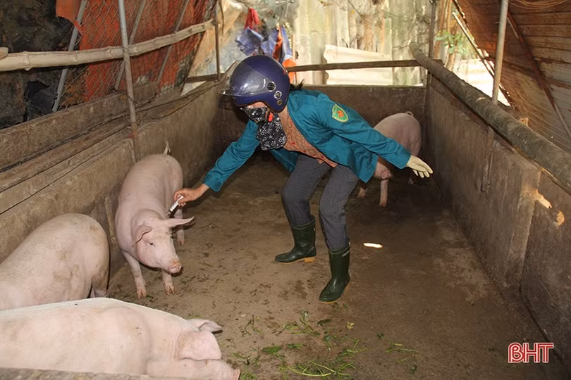 Hết thời hạn, tỷ lệ gia súc, gia cầm toàn tỉnh được tiêm phòng đợt 1 năm 2023 vẫn đạt thấp