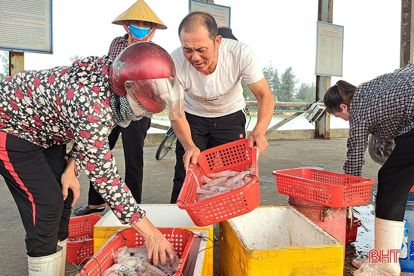 Mực tươi được giá, ngư dân Hà Tĩnh thu tiền triệu mỗi ngày