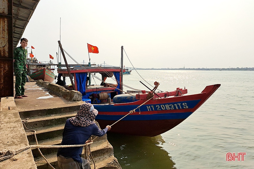 Mực tươi được giá, ngư dân Hà Tĩnh thu tiền triệu mỗi ngày