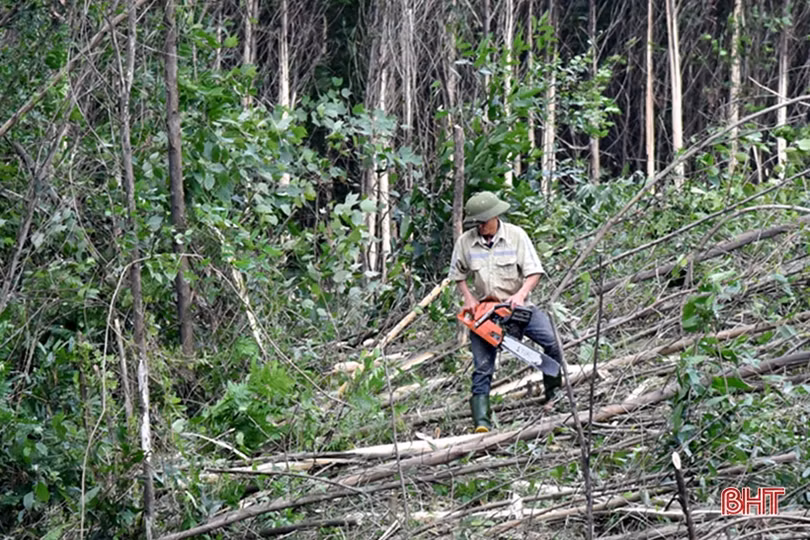 Nghề trồng rừng nguyên liệu ở Hà Tĩnh cải thiện thu nhập cho hàng chục nghìn hộ dân