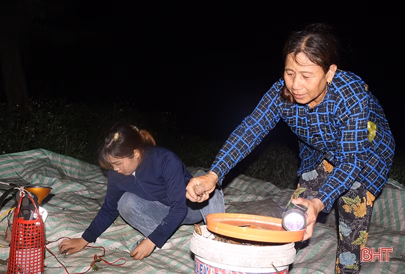 Người dân Nghi Xuân đội đèn săn “đặc sản” bọ vừng