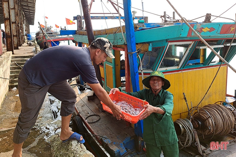 Mực tươi được giá, ngư dân Hà Tĩnh thu tiền triệu mỗi ngày
