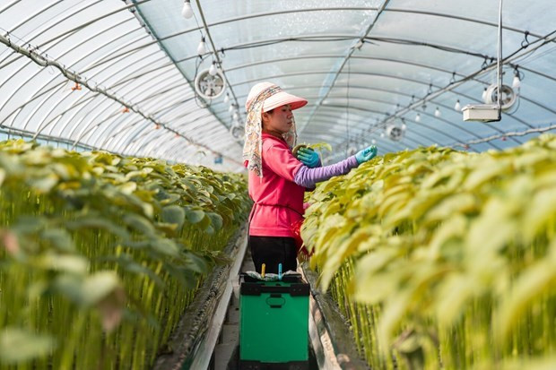 13.000 người nhập cư bất hợp pháp đã rời Hàn Quốc sau đợt truy quét hình ảnh 1 13.000 người nhập cư bất hợp pháp đã rời Hàn Quốc sau đợt truy quét