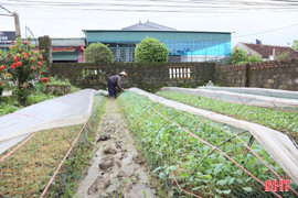 Giữ nguồn rau sạch cho thị trường trong mùa mưa
