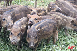 Nuôi lợn rừng an toàn sinh học: Hướng đi “ăn chắc” cho nông hộ