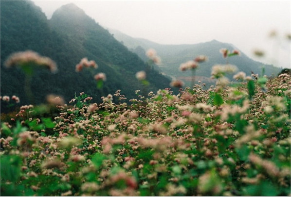 Khám phá lễ hội hoa tam giác mạch đầu tiên ở Hà Giang ảnh 4