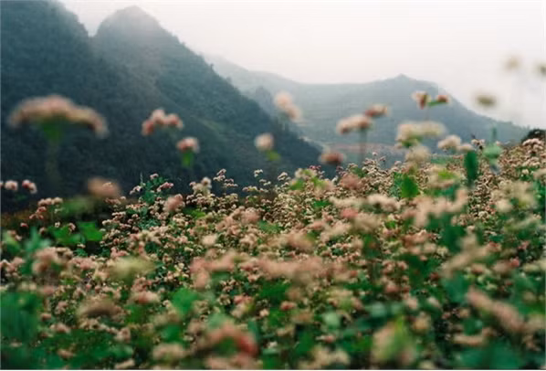 Khám phá lễ hội hoa tam giác mạch đầu tiên ở Hà Giang ảnh 4