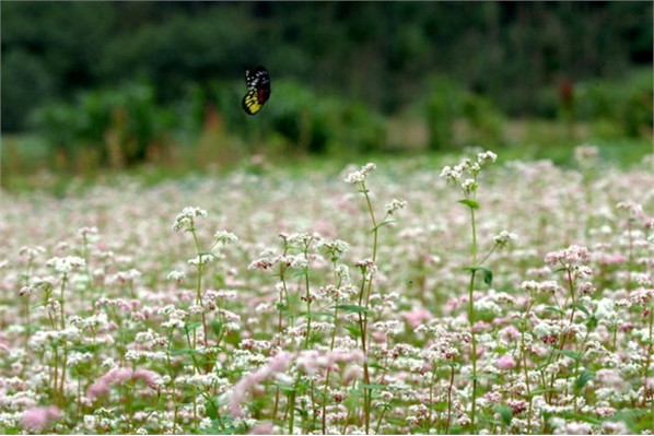 Khám phá lễ hội hoa tam giác mạch đầu tiên ở Hà Giang ảnh 5