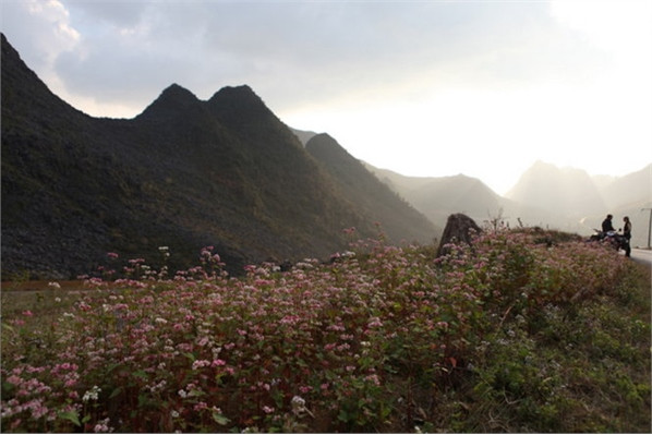 Khám phá lễ hội hoa tam giác mạch đầu tiên ở Hà Giang ảnh 2