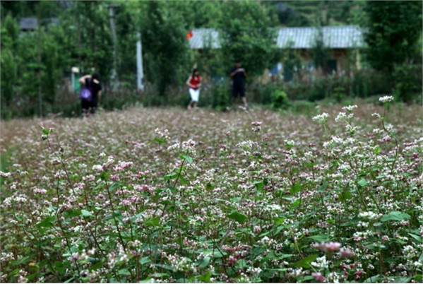 Khám phá lễ hội hoa tam giác mạch đầu tiên ở Hà Giang ảnh 9