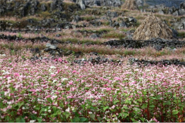 Khám phá lễ hội hoa tam giác mạch đầu tiên ở Hà Giang ảnh 3