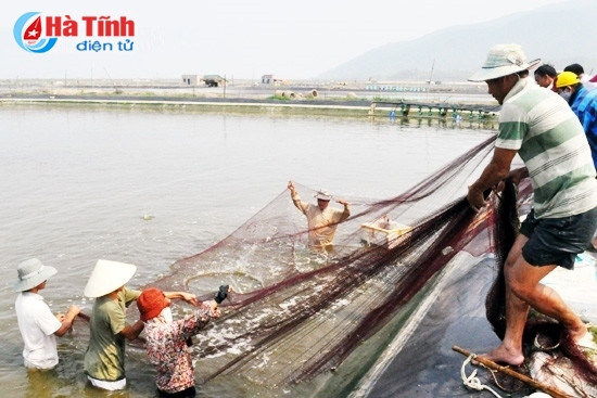 HTX Nuôi trồng thủy sản và Kinh doanh tổng hợp Việt Hải (Cẩm Dương - Cẩm Xuyên) HTX Nuôi trồng thủy sản và Kinh doanh tổng hợp Việt Hải (Cẩm Dương - Cẩm Xuyên)