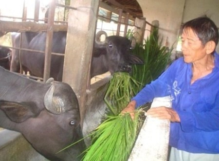 Vĩnh biệt "người chăn trâu vĩ đại" ảnh 2