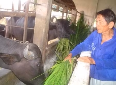 Vĩnh biệt "người chăn trâu vĩ đại" ảnh 2